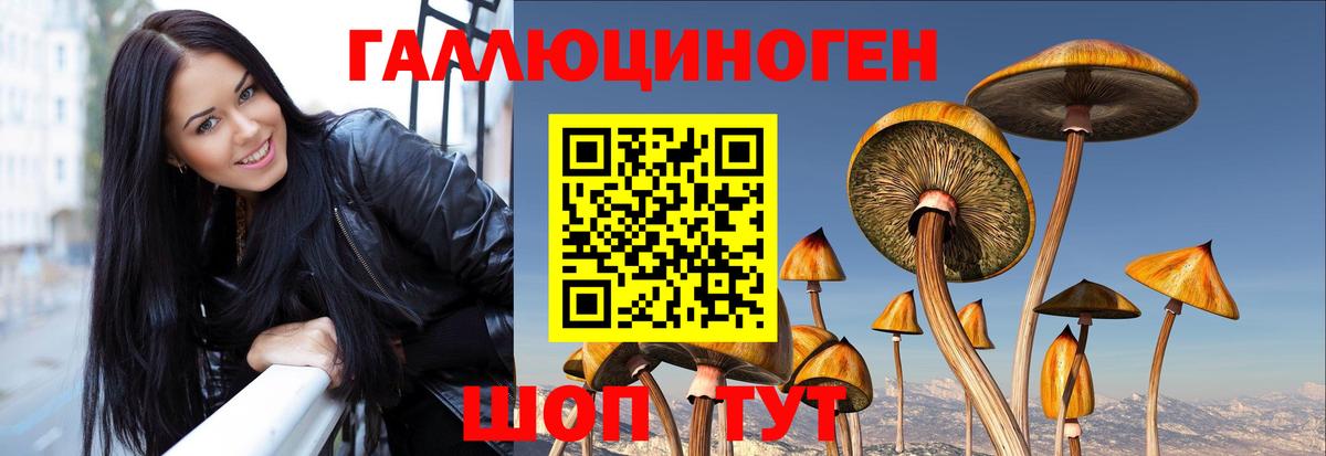 Псилоцибиновые грибы Psilocybe Родники